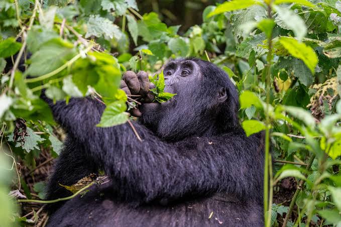 Best DEET repellent Uganda jungle trekking – Bwindi Impenetrable Forest jungle terrain