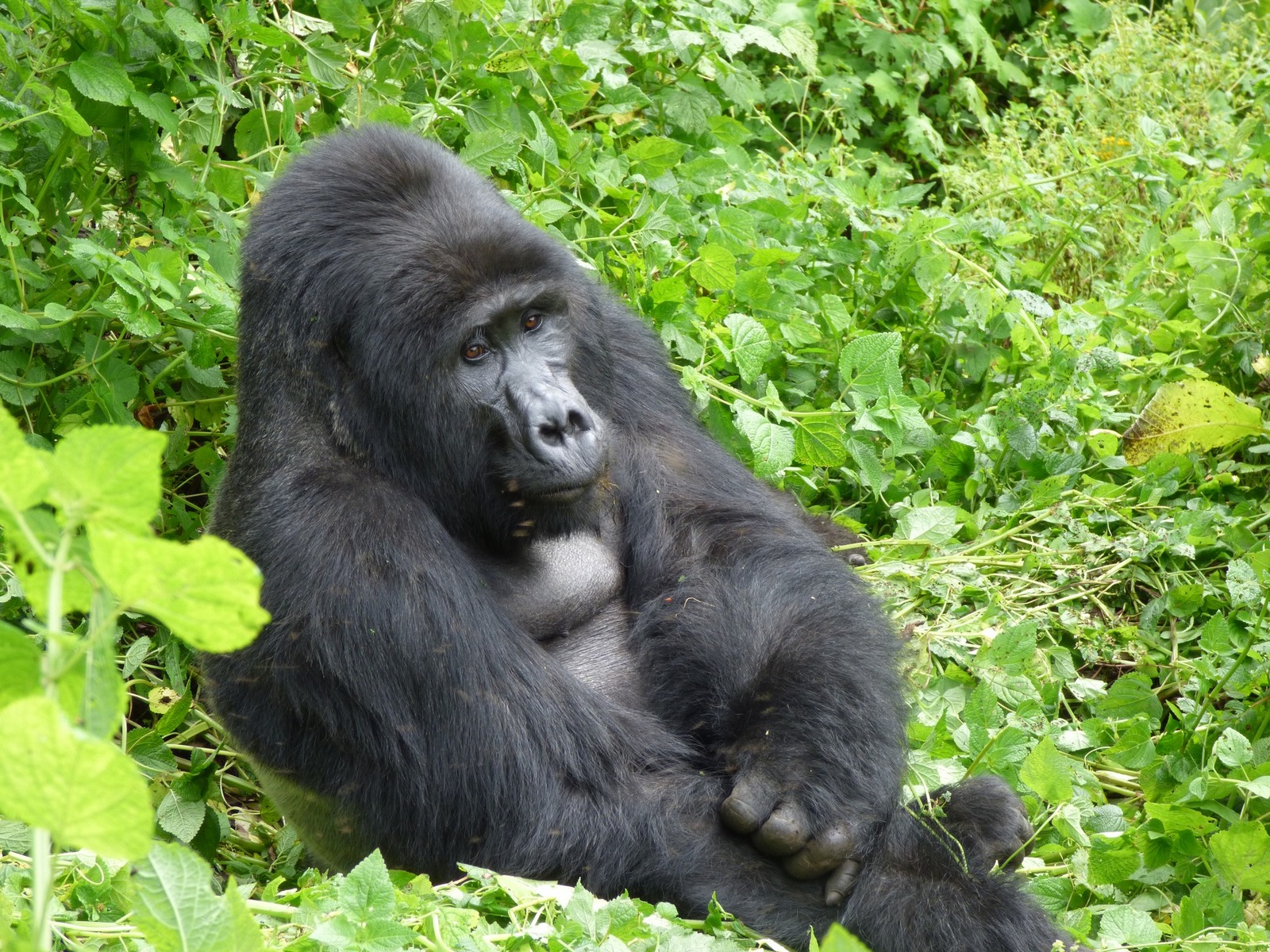 Best DEET repellent Uganda jungle trekking – gorilla trekking group in Bwindi forest
