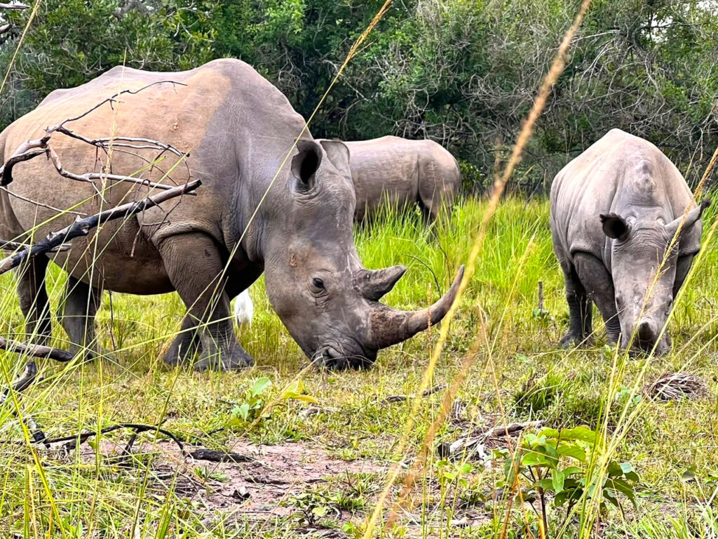 Big Five safari Uganda Ziwa rhino itinerary – buffalo in Uganda national park