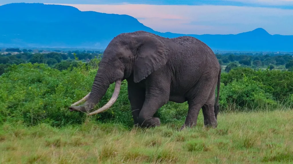 Big Five safari Uganda Ziwa rhino itinerary – elephant in Murchison Falls National Park
