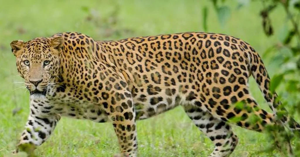 Big Five safari Uganda Ziwa rhino itinerary – leopard in Uganda national park