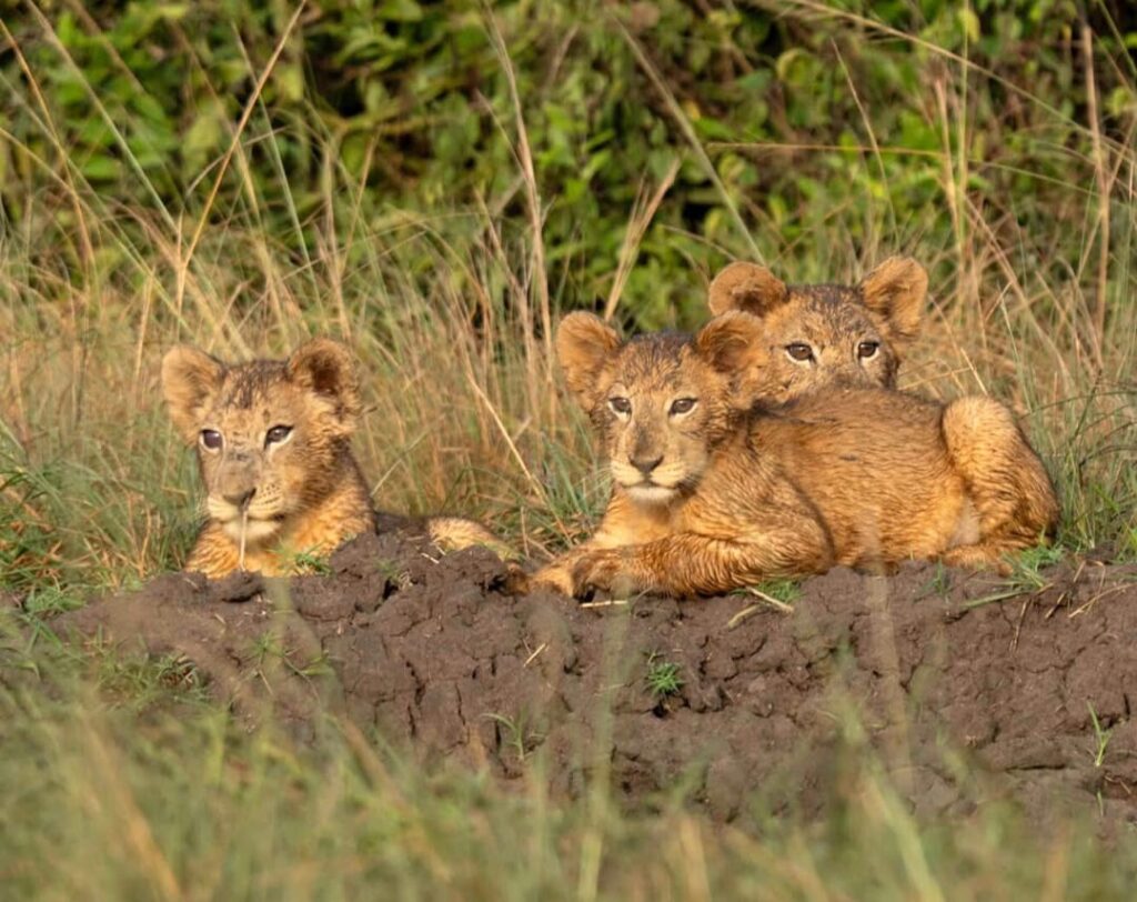 Big Five safari Uganda Ziwa rhino itinerary – lion in Queen Elizabeth National Park