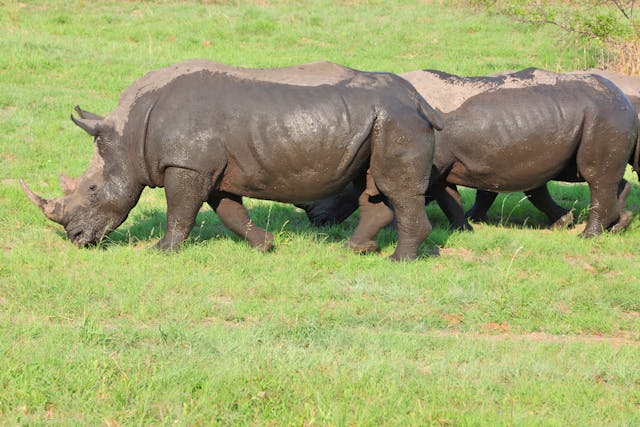 Big Five safari Uganda Ziwa rhino itinerary – rhino at Ziwa Rhino Sanctuary Uganda
