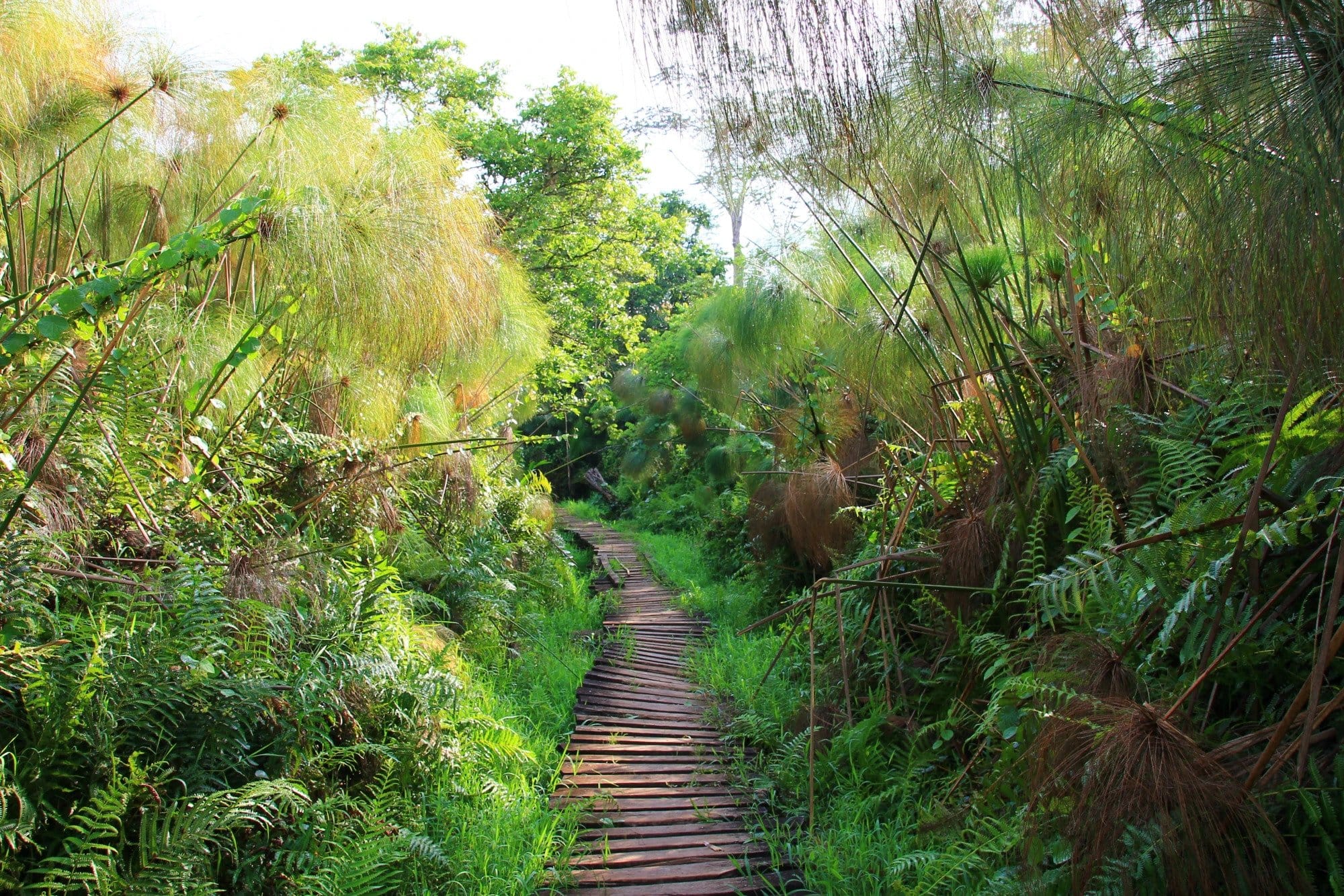 Bigodi Wetland walk – Great Blue Turaco on a 3-day Kibale safari