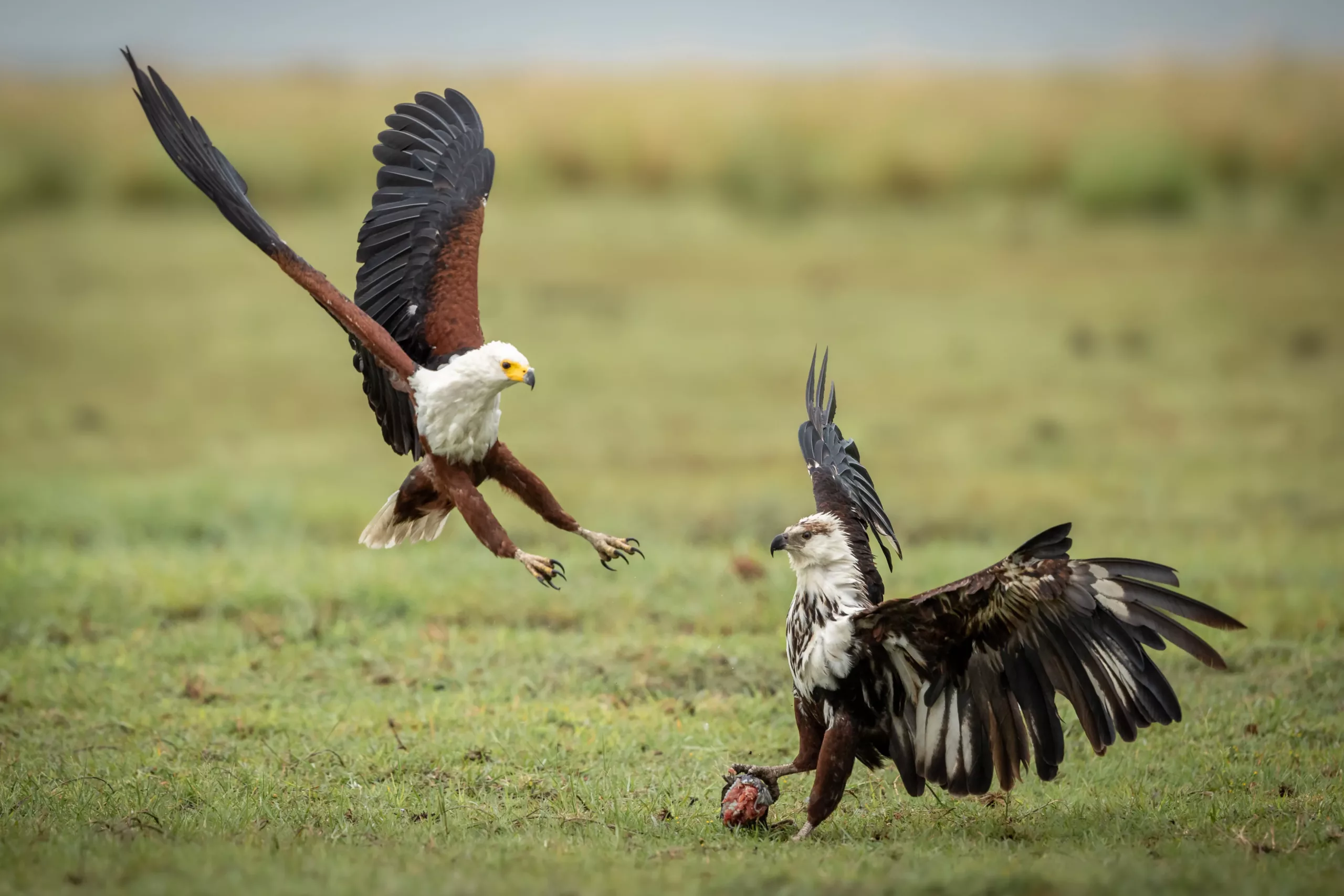 African Fish Eagle spotted during birding by motorboat in Semuliki National Park