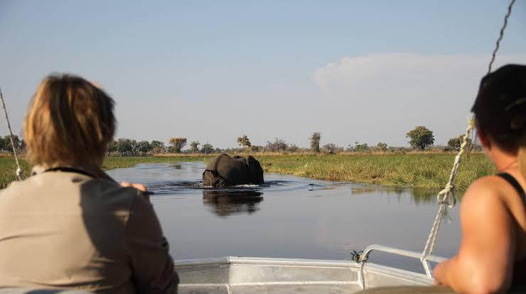 Motorboat birding in Semuliki National Park on Lake Albert with pelicans in flight