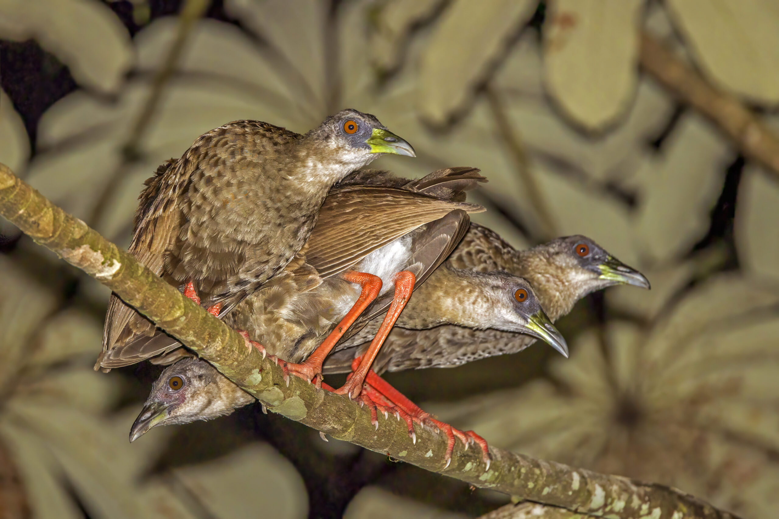 Nkulengu Rail – a rare species often targeted when birding by canoe in Semuliki National Park