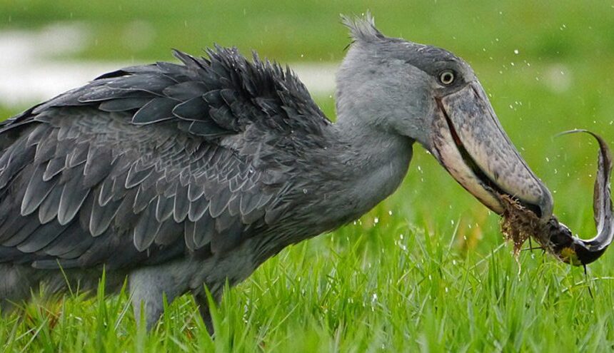 Birding by Canoe vs Motorboat in Semuliki National Park 2026 – Which Is Better for Rare Species?