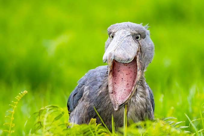 Birding in Uganda 2026: Top Spots, Endemic Species & Expert Safari Guide