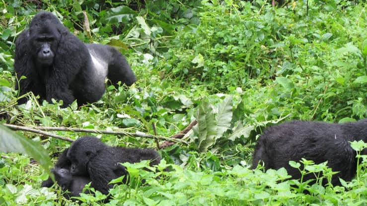 Bwindi gorilla permit booking for gorilla trekking in Uganda