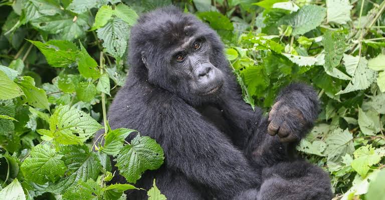 3-Day Gorilla Trekking in Bwindi 2026: Ultimate Uganda Safari Package
