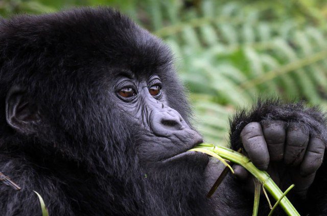 Bwindi national park DRC border safety – gorilla trekking group in Bwindi forest