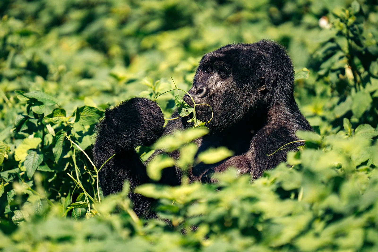 Bwindi rainy season gorilla trekking – lush green forest landscape