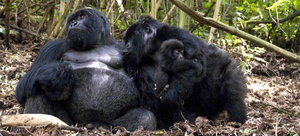 Bwindi vs Mgahinga gorilla trekking comparison – Bwindi Impenetrable Forest with gorilla trekking group