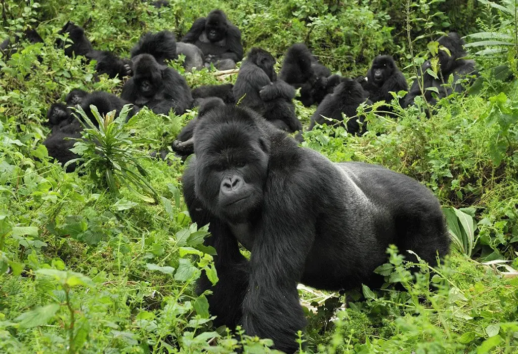 Bwindi vs Mgahinga gorilla trekking comparison – mountain gorilla in Bwindi forest