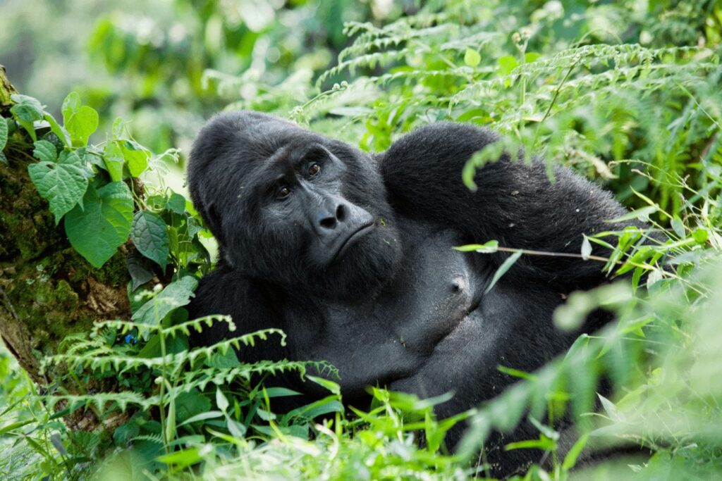 Bwindi vs Mgahinga gorilla trekking comparison – Mgahinga Gorilla National Park with Virunga volcano views