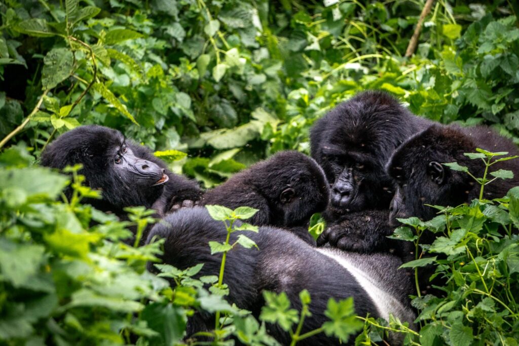 Bwindi vs Mgahinga gorilla trekking comparison – Uganda gorilla permit comparison