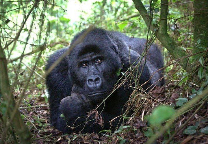 Bwindi vs Mgahinga gorilla trekking comparison – terrain comparison between Bwindi and Mgahinga
