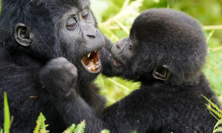Chance of seeing gorillas Bwindi Impenetrable – gorilla family in Bwindi Impenetrable Forest