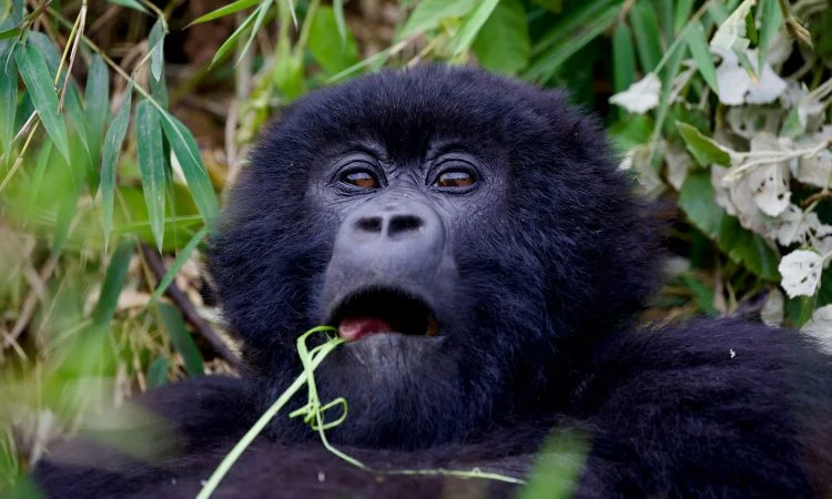 Chance of seeing gorillas Bwindi Impenetrable – Bwindi Impenetrable Forest canopy