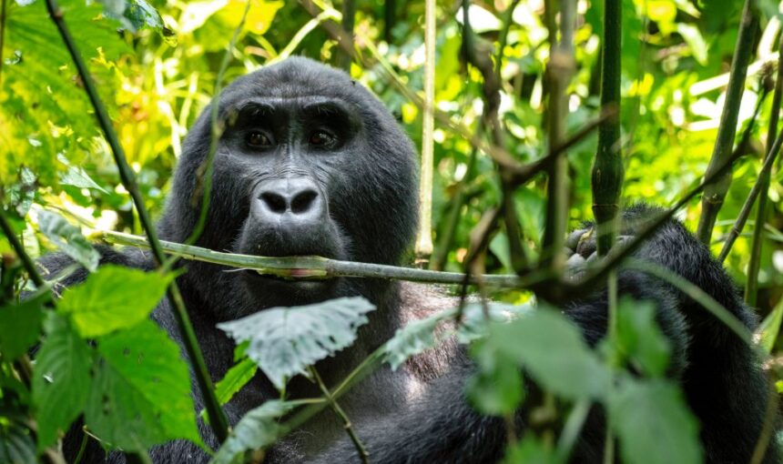 Chance of Seeing Gorillas in Bwindi Impenetrable – 2026 Guide