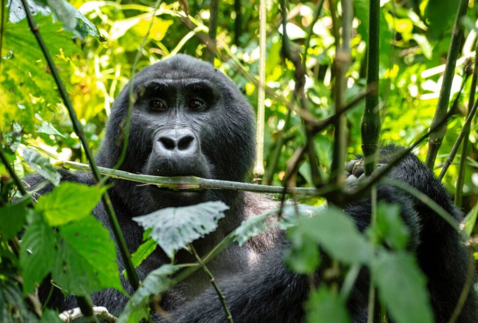 Chance of seeing gorillas Bwindi Impenetrable – silverback mountain gorilla in Bwindi forest