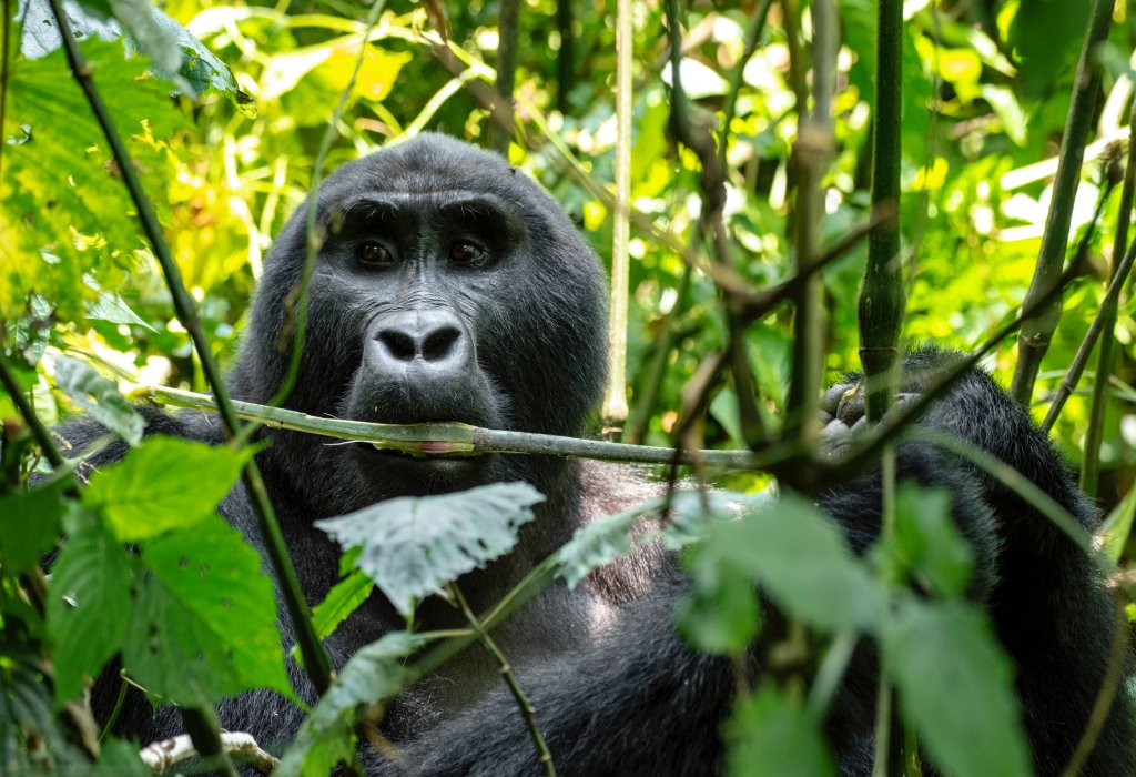 Chance of seeing gorillas Bwindi Impenetrable – silverback mountain gorilla in Bwindi forest