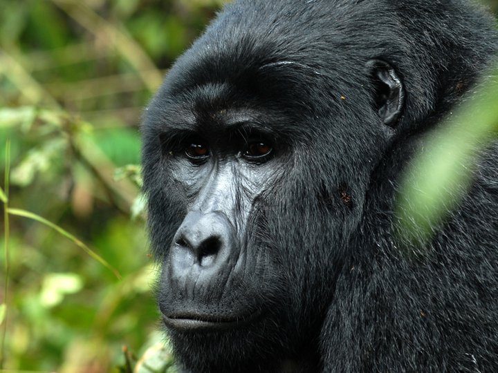 Chance of seeing gorillas Bwindi Impenetrable – ranger briefing trekkers in Bwindi