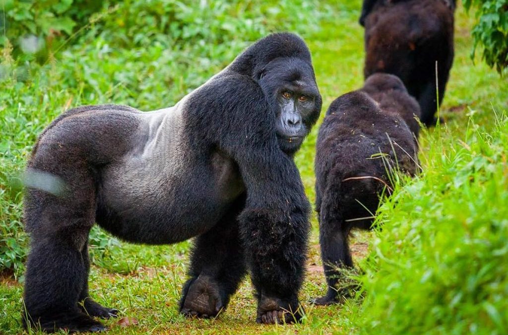 Chance of seeing gorillas Bwindi Impenetrable – gorilla trekking group in Bwindi forest