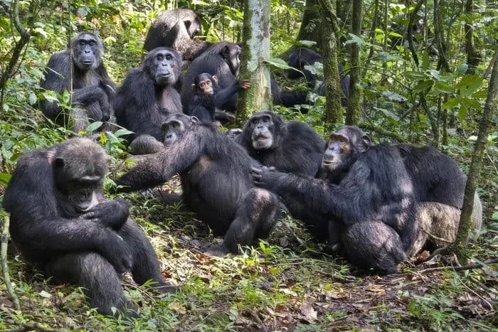 Parcs Nationaux Ouganda 2025/2026 – Guide Complet des Meilleurs Safaris 5 Trekking chimpanzés dans le parc national Kibale – parcs nationaux Ouganda Afraeka Adventures