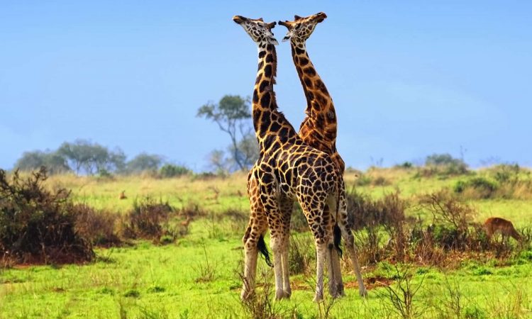 Do I need guide Murchison Falls self drive – Murchison Falls National Park entrance gate