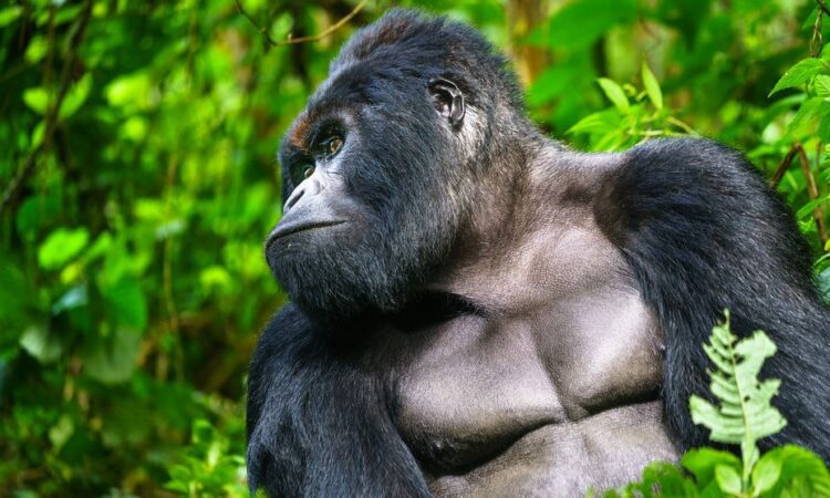 Uganda gorilla trekking permit 2026 price $800 for foreign non-residents in gorilla trekking Uganda vs DRC cost comparison