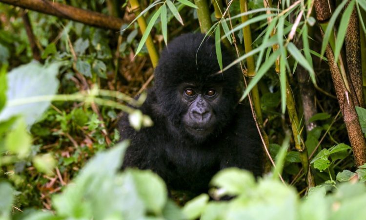 Safety comparison map for gorilla trekking Uganda vs DRC 2026 showing travel advisory zones in Bwindi and Virunga