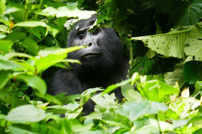 Easiest gorilla trek sector Bwindi Buhoma Rushaga – Nkuringo sector dramatic terrain