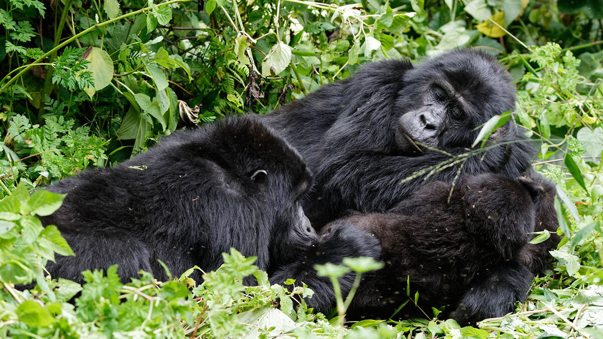 Easiest gorilla trek sector Bwindi Buhoma Rushaga – Ruhija sector high-altitude forest