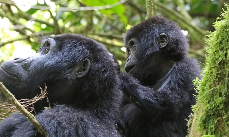 Easiest gorilla trek sector Bwindi Buhoma Rushaga – Rushaga sector terrain and forest