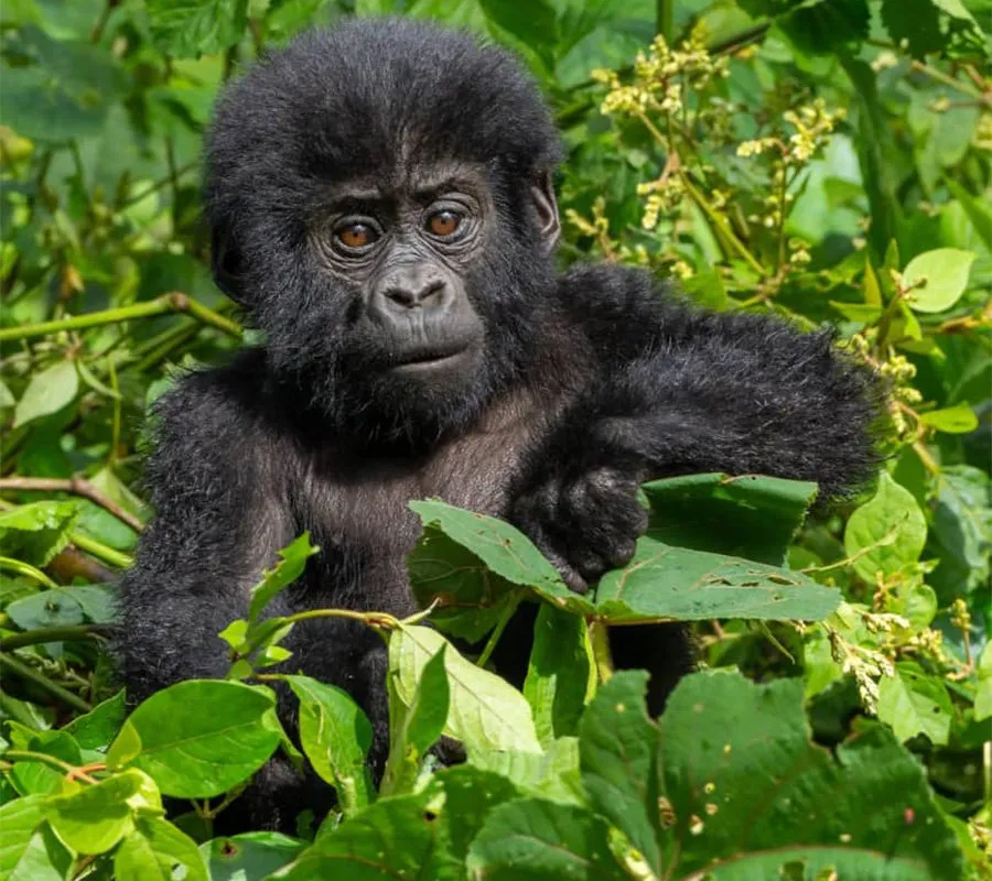 Easiest gorilla trek sector Bwindi Buhoma Rushaga – gorilla trekking group on gentle trail
