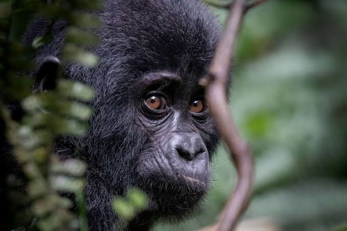 East Africa Tourist Visa multiple entry rules – gorilla trekking in Uganda with East Africa Tourist Visa