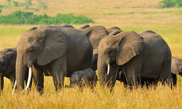 The Ultimate 4x4 Rentals Uganda Guide: Self‑Drive Safari 2025/2026