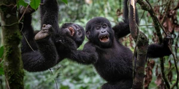 Parc National de Mgahinga 2025/2026 – Guide Complet Gorilles et Singes Dorés