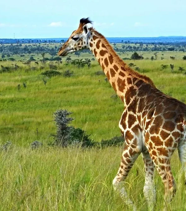 Big Five Safaris - Afraeka Adventures