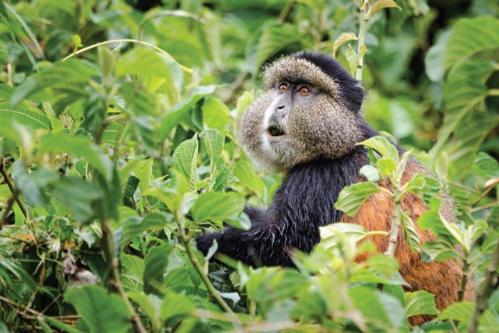 Gouden Aapjes Oeganda 2025/2026 – Complete Gids voor Golden Monkey Trekking