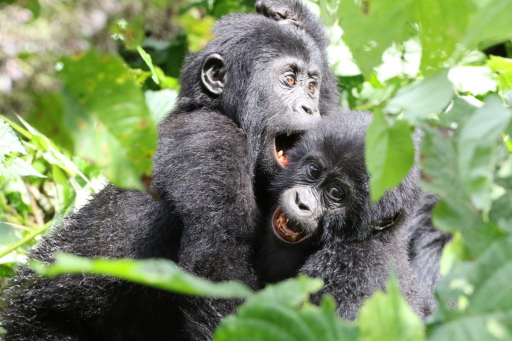 Gorilla habituation experience vs standard trekking Uganda – UWA gorilla permit comparison showing prices