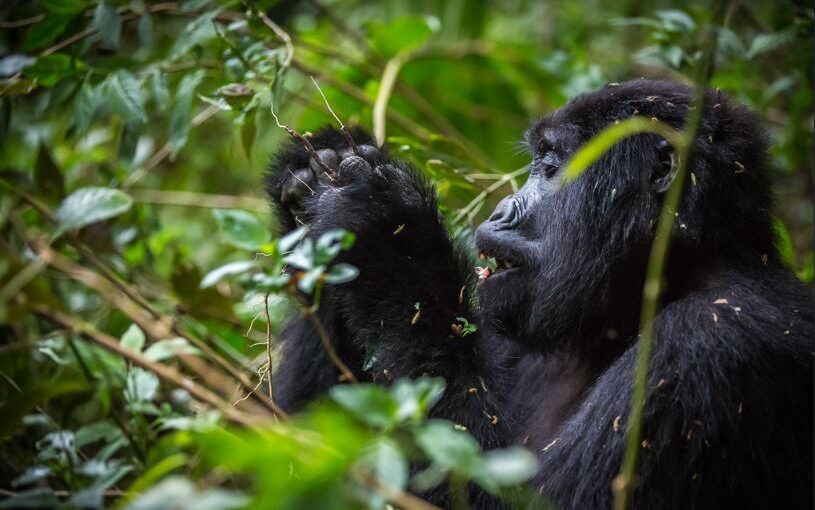 Gorilla Habituation Experience vs Standard Trekking in Uganda: Which Is Right for You?