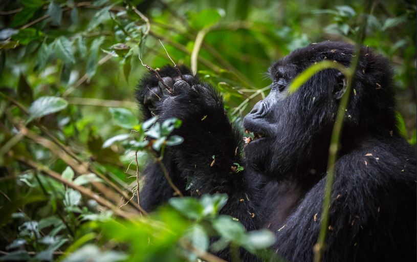 Gorilla habituation experience vs standard trekking Uganda – Rushaga sector forest with habituation team