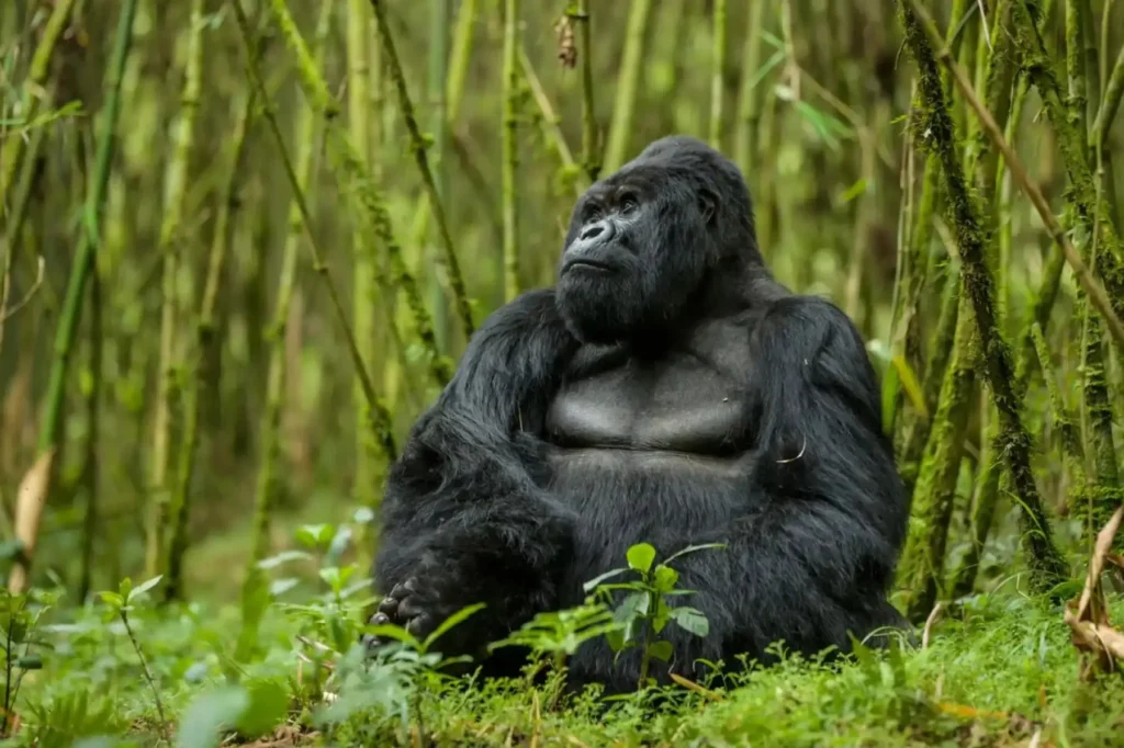 Gorilla habituation experience vs standard trekking Uganda – silverback mountain gorilla in Bwindi forest