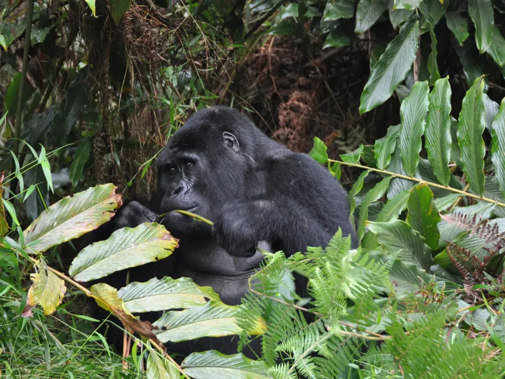 Gorilla habituation experience vs standard trekking Uganda – standard trekking group with fully habituated gorilla