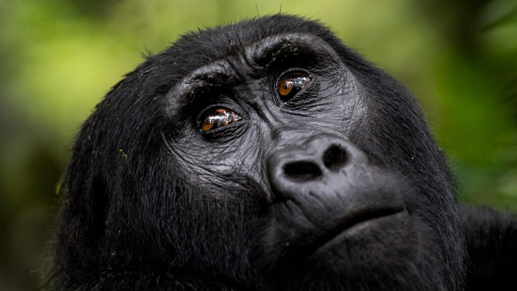 Recommended ISO shutter speed and aperture gorilla photography settings displayed on camera screen for Bwindi trekking