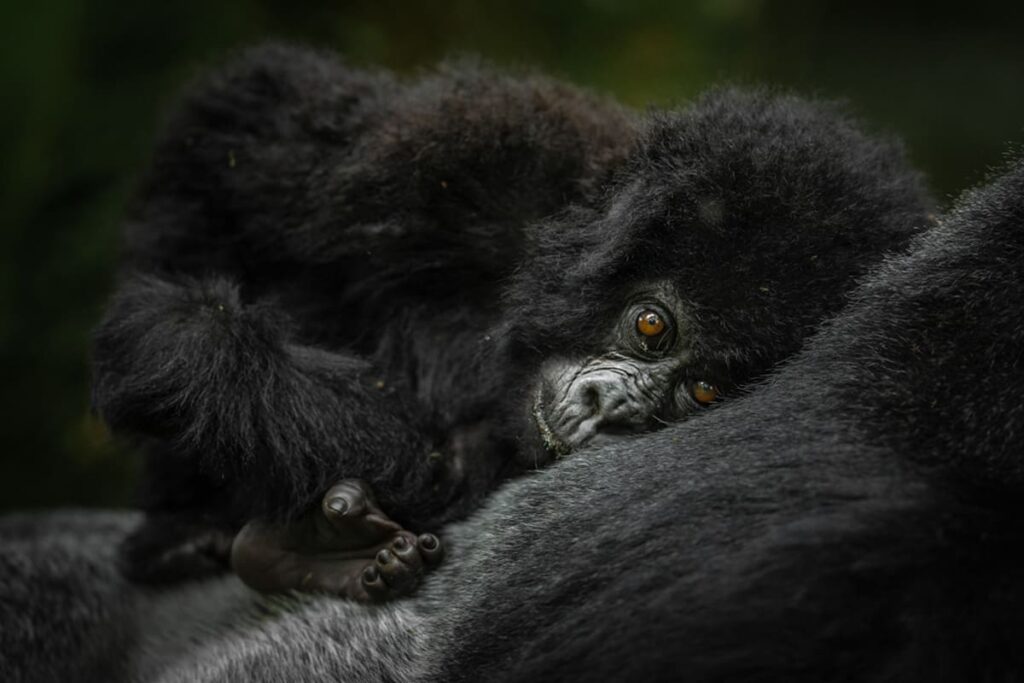 Gorilla Photography Settings Guide 2026 – Camera Tips for Bwindi Trekking