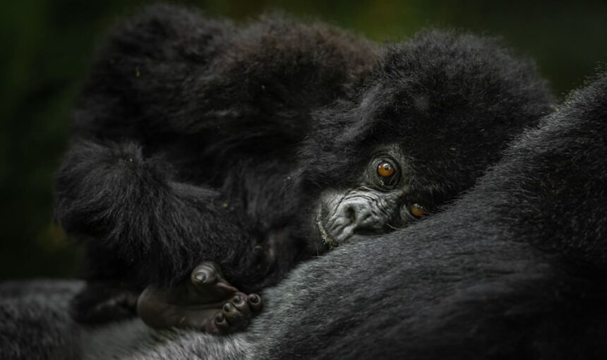 Gorilla Photography Settings Guide 2026 – Camera Tips for Bwindi Trekking